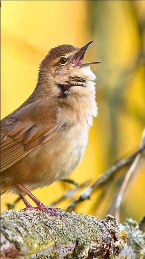 Amazing Bird Sounds for Deep Relaxation | Calming Singing, Soft Chirping & Peaceful Nature Ambience