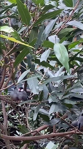 [鳥類 Bird] (ブンチョウ Java Sparrow - 04 ) #nature #birds #wildlife #zoo #cute #javasparrow