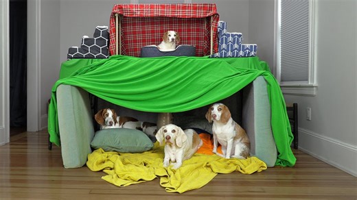 Clever Dogs Build Epic DIY Dog Fort with Funny Friends