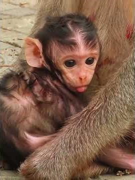 Very Adorable Moment of Newborn Baby #babymonkeys #wildlifeentertainment #animals
