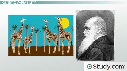 Genetic Variability and Random Mutation | Definition & Overview