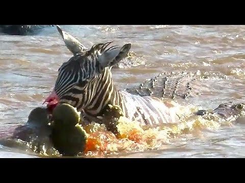 Zebra gets eaten by hungry Crocodiles