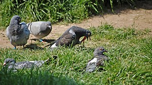 Gardening pro shares 5 ways to stop pigeons pooing in garden & eating plants