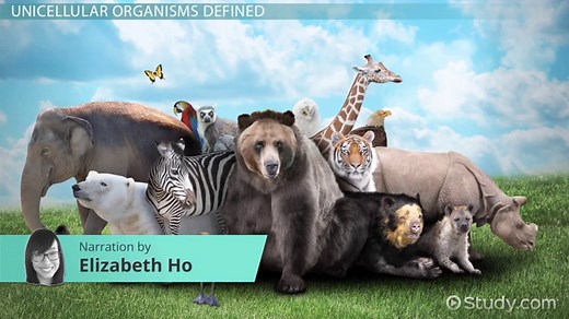 Unicellular Organisms | Definition, Characteristics & Examples