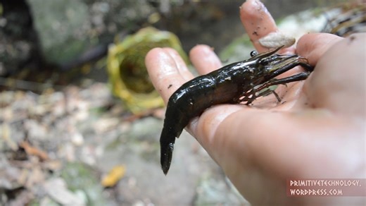 Freshwater Prawn Trap