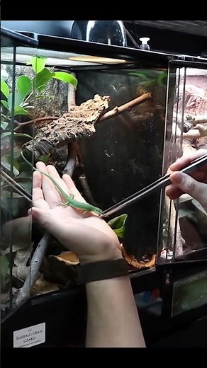This is the BEST pet Lizard Species!