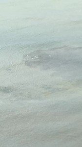 798K views · 1K reactions | ეს მართლა კანალიზაციაა?  | X development | Facebook