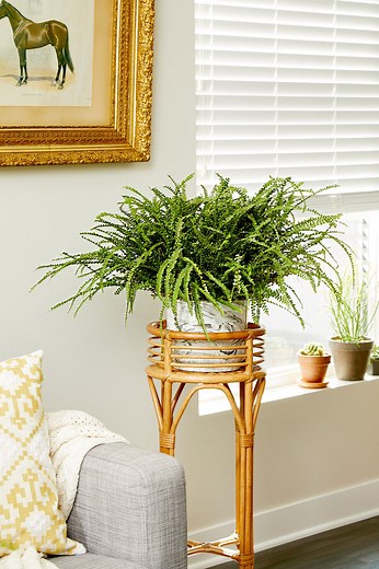 5 Must-Know Tips for Indoor Fern Care