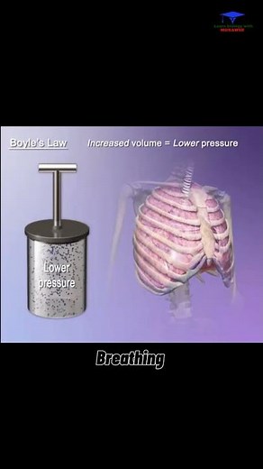 Breathing ( Boyle's law ) medical explanation // #breathing
