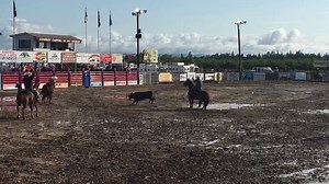 14K views · 183 reactions | A little muddy at the Oakdale Rodeo this morning! #chevyrodeo Chevy Trucks Rolling M Trailers CINCH JEANS Priefert Ranch Equipment Purina Horse Feed Heel-O-Matic Training Systems FSR Cattle Company LLC Brazos Valley Equine Hospital Noble Outfitters CSI Saddlepads Rattler Rope Team Hesston Maverick Services | Travis Graves | Facebook