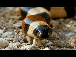 Secret Nature - Facts About Snakes 🐍 | S01E01 | Snake Documentary | Natural History Channel