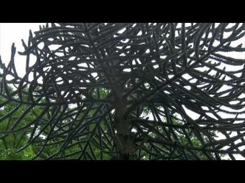 Monkey Puzzle Tree