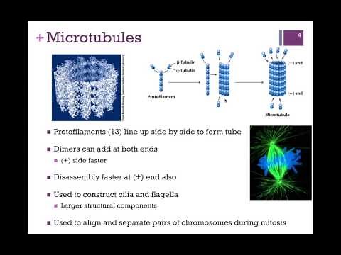 030-Tubulin & Microtubules
