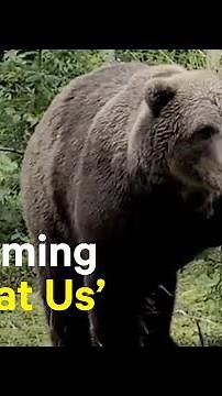 Hikers Come Face-to-Face With Bears in Alaska’s Katmai National Park