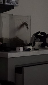 Giant Centipede Caught: Terrifying Insect Videos