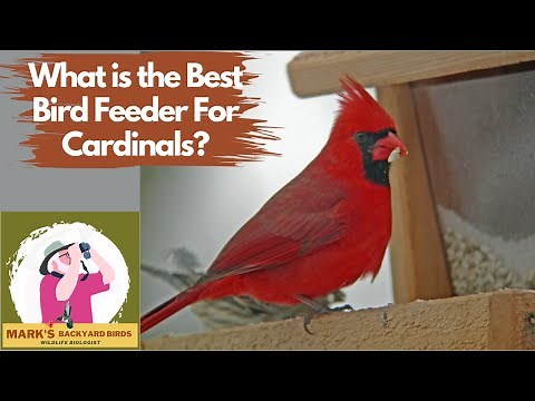 What is the Best Bird Feeder For Cardinals?