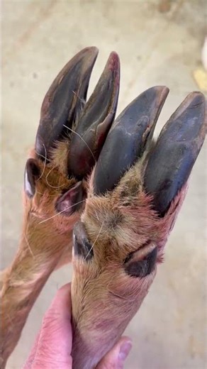 Identifying big old bucks from their tracks