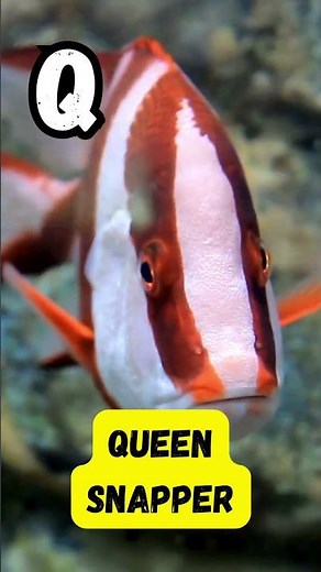 ABC Ocean Giants Song 🐳🌊 | Learn Sea Animals A–Z for Toddlers & Preschoolers | UZR Learning