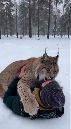 She's Huge, But Still a Baby: Wild Lynx Reunion Hug!