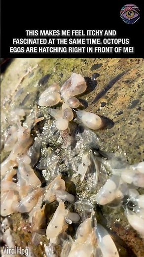 Octopus Eggs Hatch in the Most Mesmerizing Way! 🤯