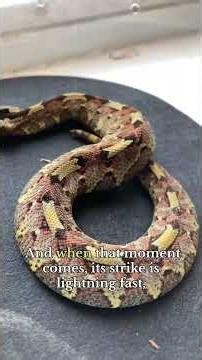 “The Rhinoceros Viper: Africa’s Most Beautiful but Deadly Snake!” #snake #fyp #wildlife #goviral