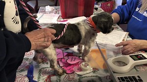 6.3K views · 961 reactions | Yesterday, our new arrivals made their way through our intake process. They received their names and got their official photos taken. They will soon be going through medical intake and will be available for adoption soon. Please help us officially welcome these sweet dogs to the NMDR family! | National Mill Dog Rescue | Facebook