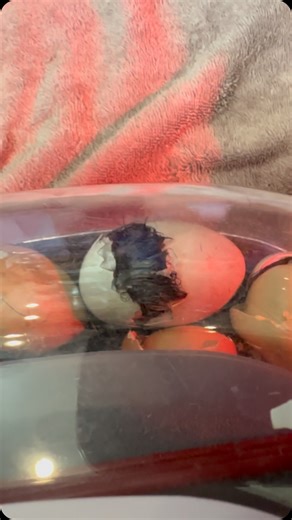 13K views · 30 reactions | Last spring we started our journey of...