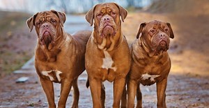 Discover the Largest Mastiff Ever
