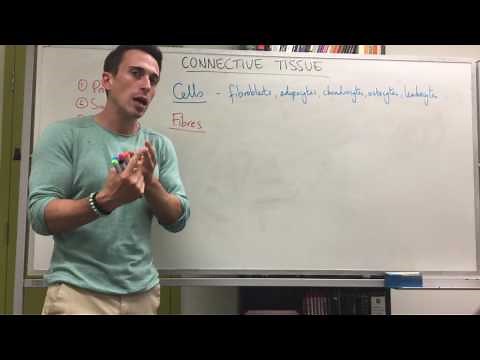 Connective tissue introduction