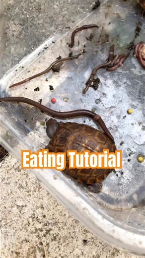 Turtle Eating 101: Step 1 — Cut the Worm in Half! #HolidaysOnShorts
