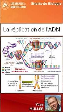 15. DNA Replication