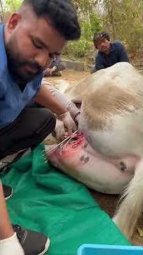 Horse castration Surgery (Gelding)