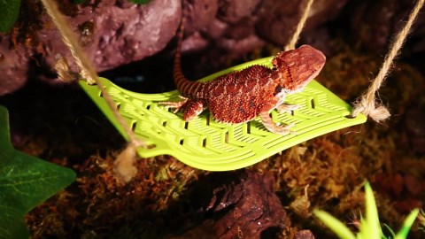 Reptile Hammock with Suction Cups & Tie Straps – Dual Mounting Pet Lizard Lounger for Terrariums – Includes 2 Suction Cup Leaves – Climbing Basking Platform for Snakes, Geckos, Turtles (Green, Small)