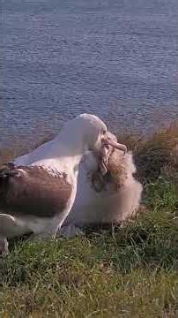 Dad Albatross Visits With Growing Chick On Royal Cam