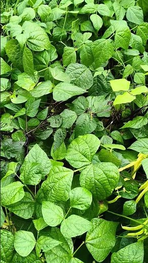 Bean Plant 🌱 | Phaseolus vulgaris | Leaf & Whole Plant Guide