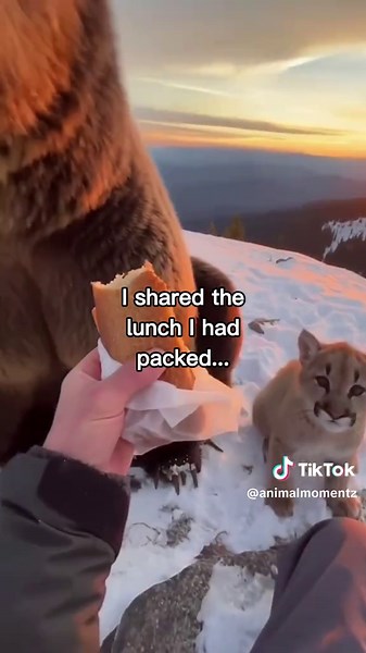 Bear did everything for help!😭❤️ #wholesome #animals | bear