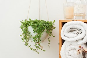 Easy and Eye-Catching: Baby Tears Plant