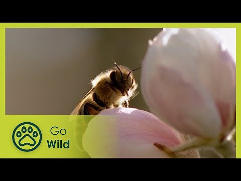 Bees - Living for the Queen - Go Wild