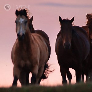 648 reactions · 518 shares | Discover how humans have shaped the horse into more than 350 breeds that exist today. | Nature | PBS | Facebook