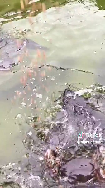 Mjay Catfish on TikTok