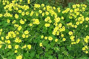 Oxalis pes caprae - Alchetron, The Free Social Encyclopedia