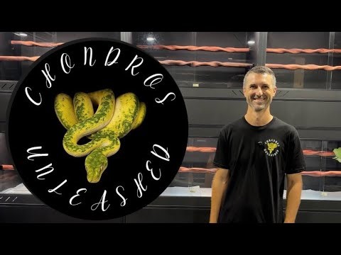 Jason Allen’s Green Tree Python Room (Chondros Unleashed)