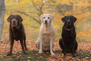 Labrador Colors: The Pinwheel of Colors and Markings