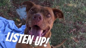 4.6K views · 77 reactions | We are holding a FREE adoption day this Saturday! Cats, kittens, big dogs, small dogs, rabbits... all FREE to adopt! Join us Saturday at Noon and find love at Bradshaw! We currently have 212 dogs, 332 cats and 5 rabbits in house - we need to find homes for our adoptables! | Bradshaw Animal Shelter | Facebook