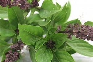 How to Grow Basil from Seed in 5 EASY Steps (2023 Guide)