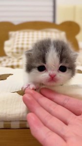 Cute little cat munchkin😍😍 #cat #cat #cutecat #funny #kitten | Republic Of Cat