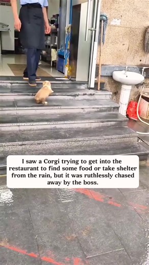 Corgi's Struggle for Shelter and Food