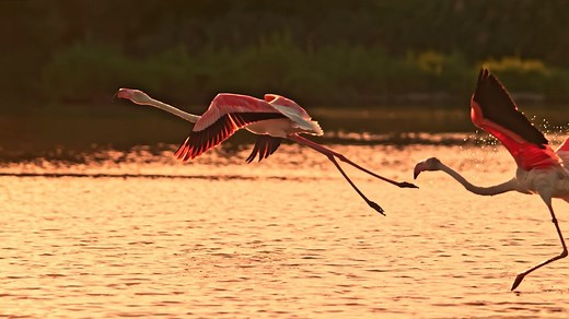 Taking flight 🦩 #DidYouKnow flamingos travel at approximately 35 miles per hour over short distances, but can fly upwards of 40 mph during windy long-distance flights! 📸: Simon Skafar #flamingo #wildlife #birdwatching #sunset | Animal Planet