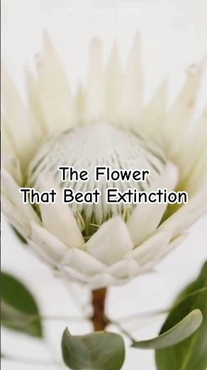 Protea: The Most Ancient Flower That Survived Fire and Time #shorts #protea # #flowers #facts