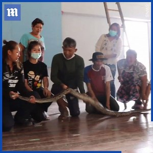 213K views · 66 reactions | This rescue brings a whole new meaning to Snakes & Ladders!  via SWNS | Daily Mail Did That Just Happen? | Facebook